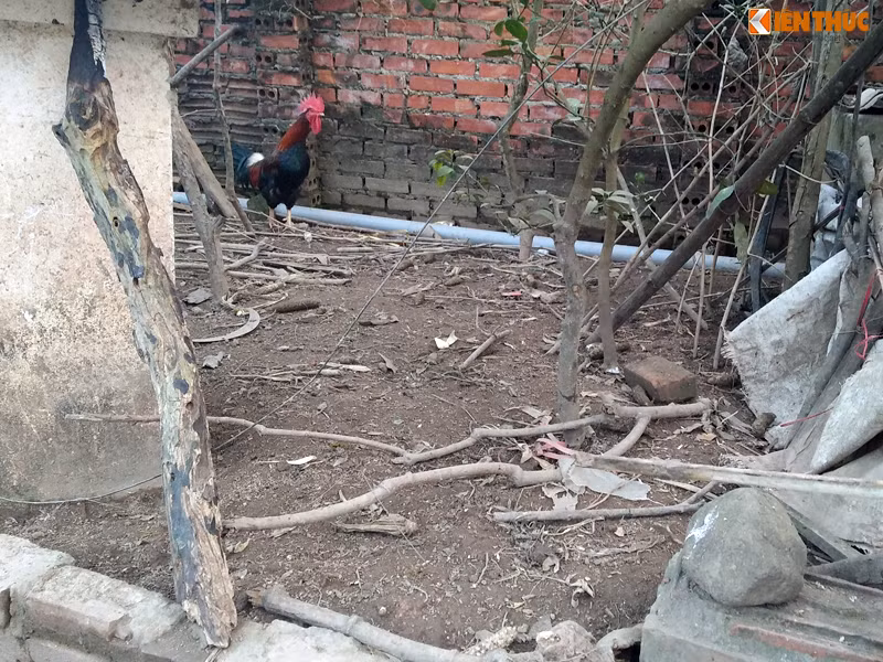 Dù nghèo khó nhưng những chú gà được bà Hợi nuôi rất chóng lớn. Tết đến không có gì nhưng bà Hợi cũng không nỡ thịt mấy con gà đã chăm sóc mà để dành lại.