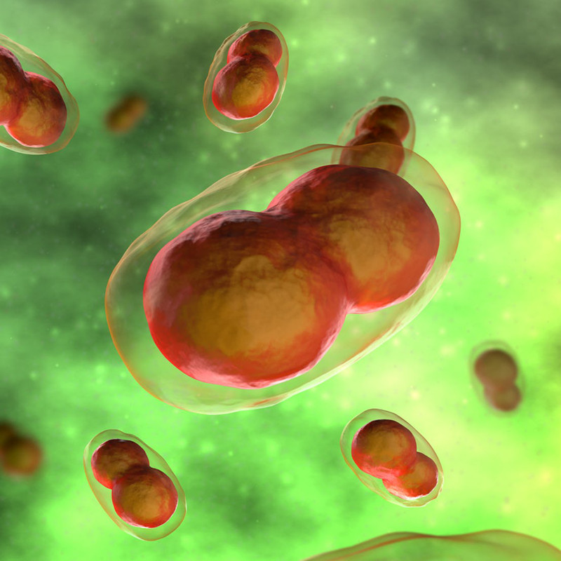 Trở về thời Ai Cập cổ đại, bệnh đậu mùa là cơn ác mộng của nhân loại. Cho đến thời kỳ hiện đại, chỉ trong thế kỷ 20, 500 triệu người đã chết vì căn bệnh này. Trước đó, nó gần như đã xóa sổ những người thổ dân Mỹ khi 90 - 95 % người chết vì đậu mùa. May mắn là đến năm 1980, WHO đã tuyên bố bệnh dịch này đã bị xóa sổ, tất cả là nhờ vào vaccine./.