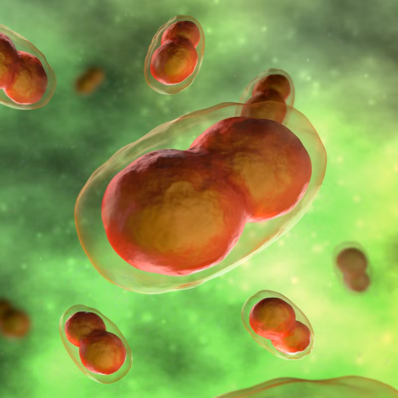 Trở về thời Ai Cập cổ đại, bệnh đậu mùa là cơn ác mộng của nhân loại. Cho đến thời kỳ hiện đại, chỉ trong thế kỷ 20, 500 triệu người đã chết vì căn bệnh này. Trước đó, nó gần như đã xóa sổ những người thổ dân Mỹ khi 90 - 95 % người chết vì đậu mùa. May mắn là đến năm 1980, WHO đã tuyên bố bệnh dịch này đã bị xóa sổ, tất cả là nhờ vào vaccine./.