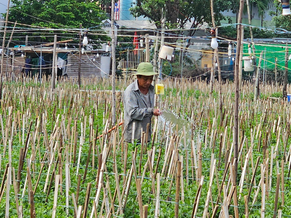 "Thời điểm giáp Tết rất quan trọng. Càng về cuối năm, thời tiết càng khó dự đoán, phải kỳ công chăm sóc hoa nở mới đạt chất lượng.", anh Huy, một nông dân trồng hoa cho biết.