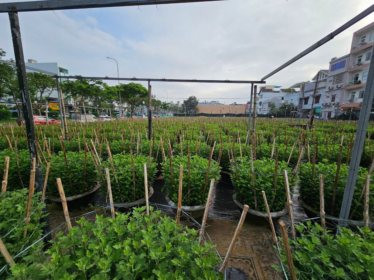 Là nơi cung ứng hoa không chỉ cho thị trường thành phố, mà còn nhiều tỉnh, thành lân cận như Quảng Nam, Thừa Thiên Huế, Quảng Trị... những ngày này, không khí tại các làng hoa Đà Nẵng dường như rộn ràng hơn hẳn.