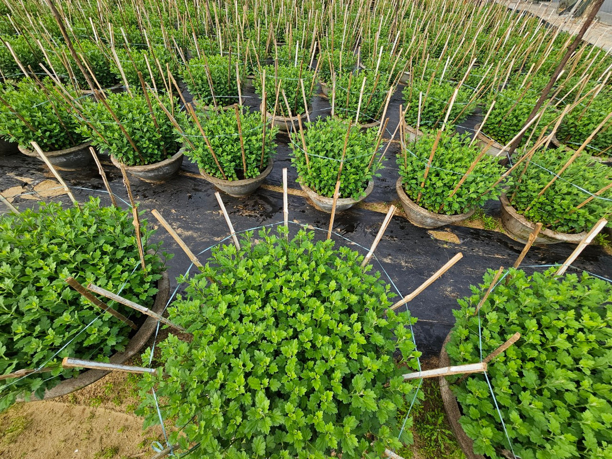 Vụ hoa năm nay sâu rất nhiều, thân cây cúc nhỏ và phát triển chậm hơn so với các năm trước. Nếu thời tiết có mưa liên tục thì chất lượng hoa sẽ giảm, ảnh hưởng đến giá thu mua cuối vụ, anh Huy cho hay.