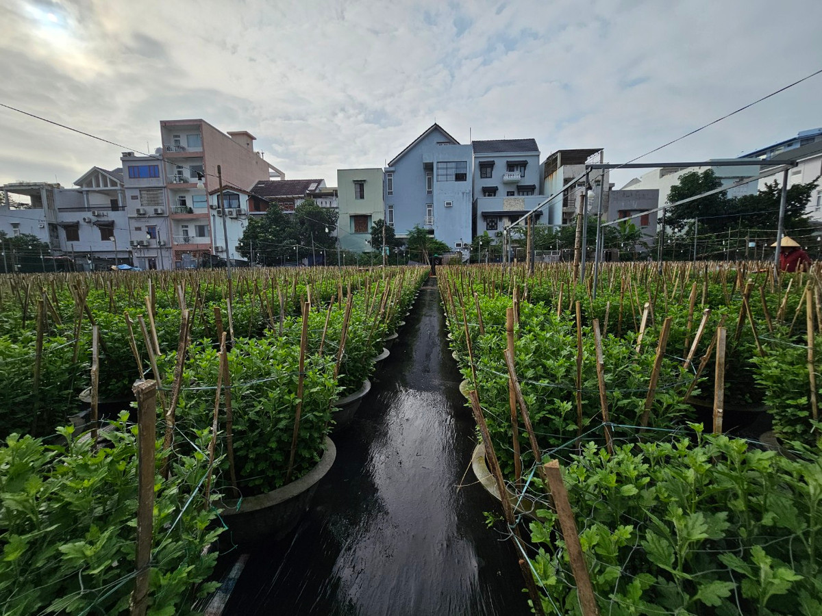 Một nông dân trồng hoa tại đây cho biết, năm nay thời tiết thay đổi thất thường, nhiều đợt mưa lớn kéo dài làm hoa Tết sinh trưởng chậm lại bị sâu bệnh nên việc chăm sóc vất vả và tốn nhiều chi phí hơn.