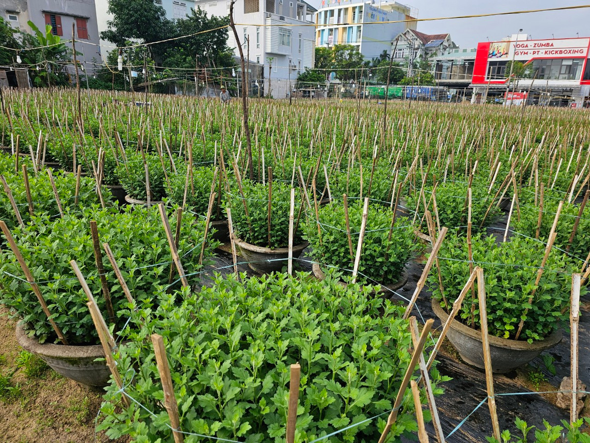 Ngay mặt tiền đường 30/4 thuộc phường Hòa Cường Bắc, quận Hải Châu, hơn nghìn chậu cúc đang trong giai đoạn phát triển chờ ngắt cành.