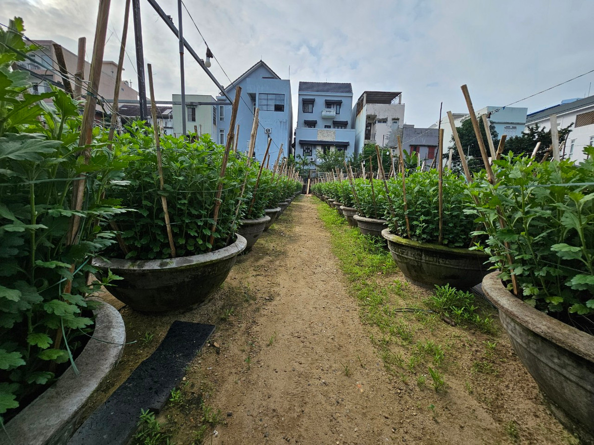 Theo những người trồng hoa, từ đầu tháng 11, nhiều thương lái từ các tỉnh đã đổ về các làng hoa để đặt hàng. Đây cũng là thời điểm bận rộn nhất của các nhà vườn trồng hoa tết.