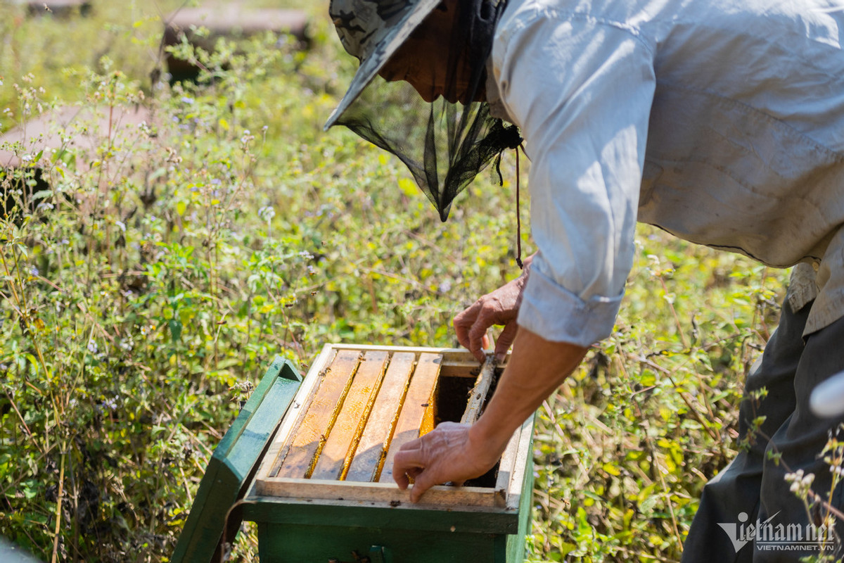 Thông thường mỗi con ong chúa sống 6-8 tháng, ong thợ sống 45 ngày. Để giữ đàn ong, khi hết mùa, ong được di chuyển đến những vùng có hoa để dưỡng ong như Tuyên Quang, Hưng Yên,...