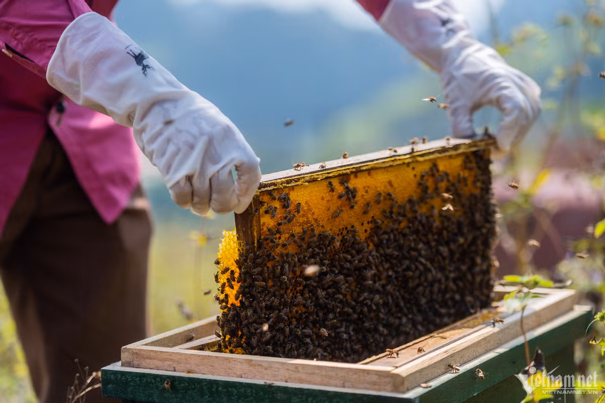 Mỗi tổ ong hình chữ nhật đặt từ 4-5 chiếc khung sáp. Ong đi kiếm mật tùy thời tiết 10-12 ngày cho thu hoạch.