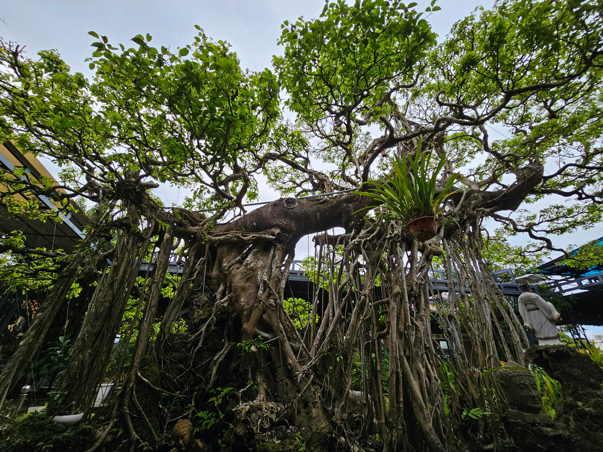  Tác phẩm “Con rồng Châu Á” có tuổi đời hơn 100 năm là một trong những tác phẩm siêu hiếm. Hiện cây sanh độc lạ này đang được chăm sóc tại một quán cà phê ở phường Chánh Lộ, thành phố Quảng Ngãi.