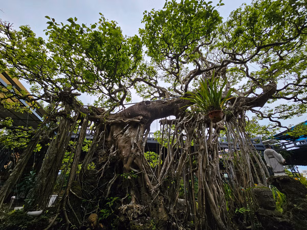  Tác phẩm “Con rồng Châu Á” có tuổi đời hơn 100 năm là một trong những tác phẩm siêu hiếm. Hiện cây sanh độc lạ này đang được chăm sóc tại một quán cà phê ở phường Chánh Lộ, thành phố Quảng Ngãi.