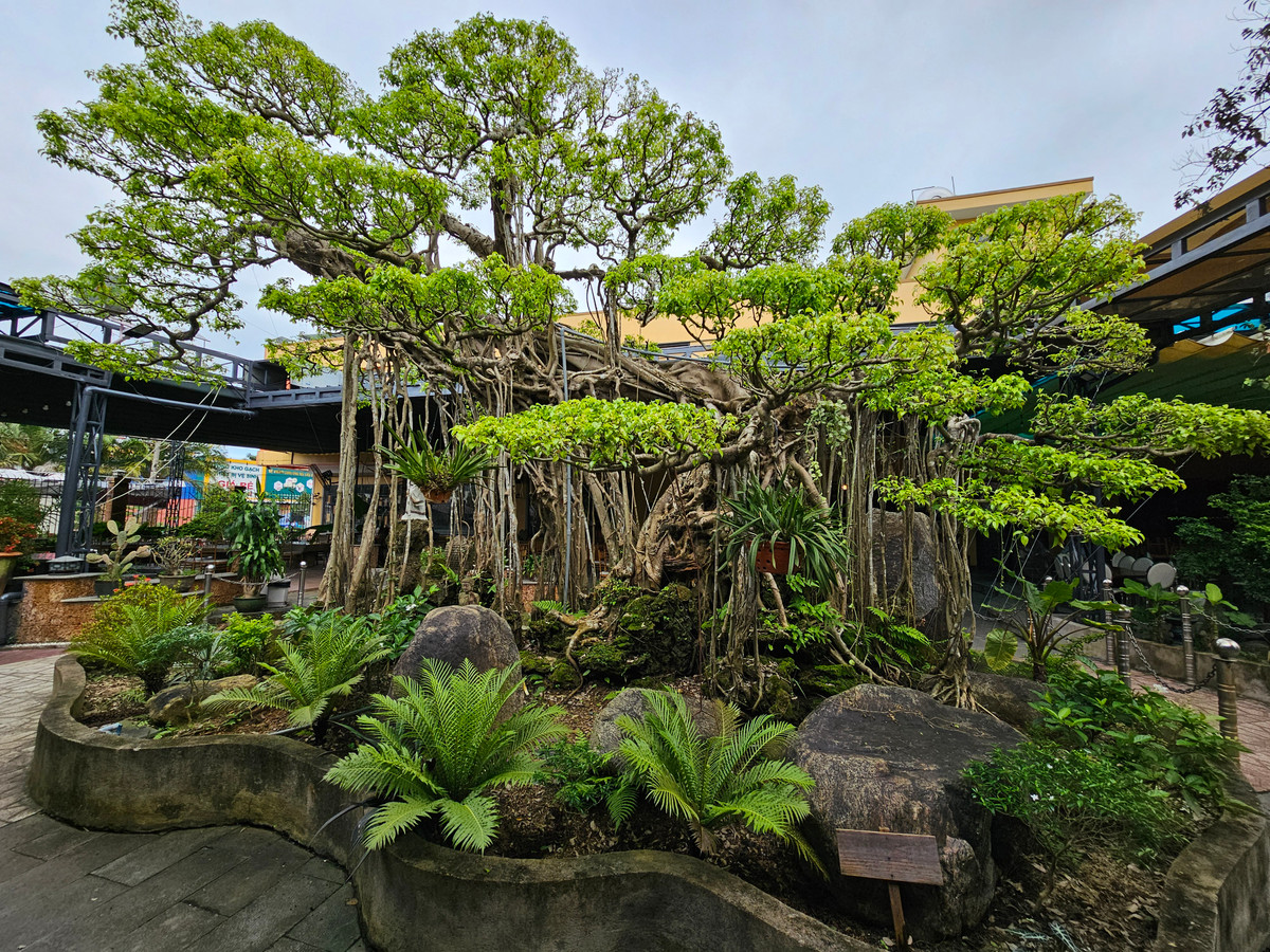 Sanh là loài cây quen thuộc, nằm trong bộ tứ linh cây cảnh và mang ý nghĩa phong thủy tốt đẹp, biểu tượng của sự sung túc, tài lộc và may mắn nên được nhiều đại gia ưa chuộng.