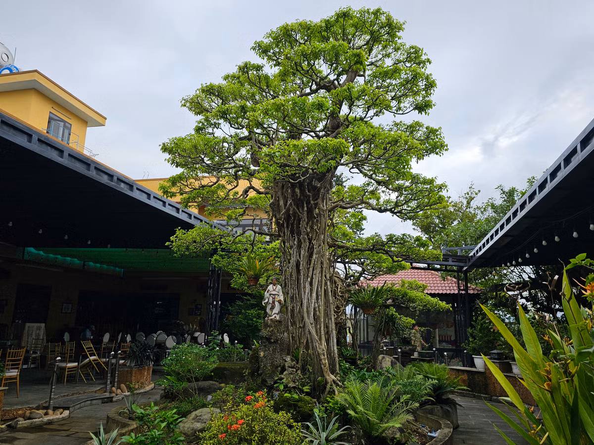 Cành lá xum xuê, xanh tốt, tán xòe rộng như rồng uốn lượn.