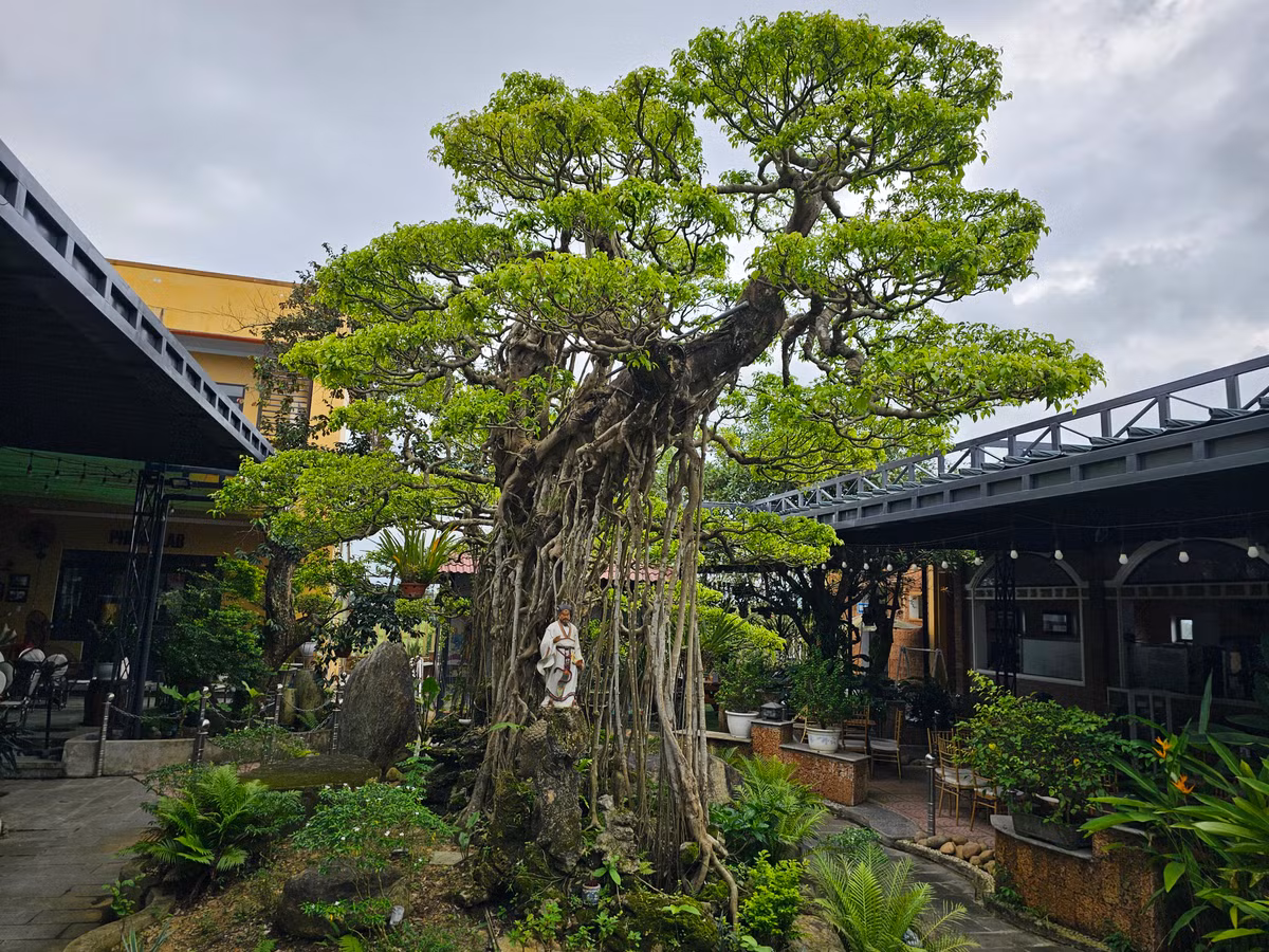 Nhiều người mê cây cảnh sẵn sàng chi tiền tỷ để sở hữu những cây sanh cổ thụ hình dáng độc, lạ như "con rồng Châu Á".