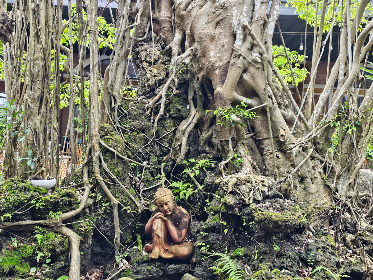 Phần gốc được chủ nhân tạo tiểu cảnh làm tăng giá trị thẩm mỹ cho cây.