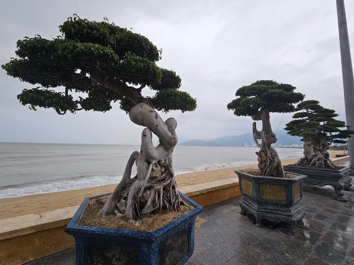 Hầu hết các tác phẩm được trưng bày tại đây là các loại sanh cổ với đủ các dáng thế độc lạ.