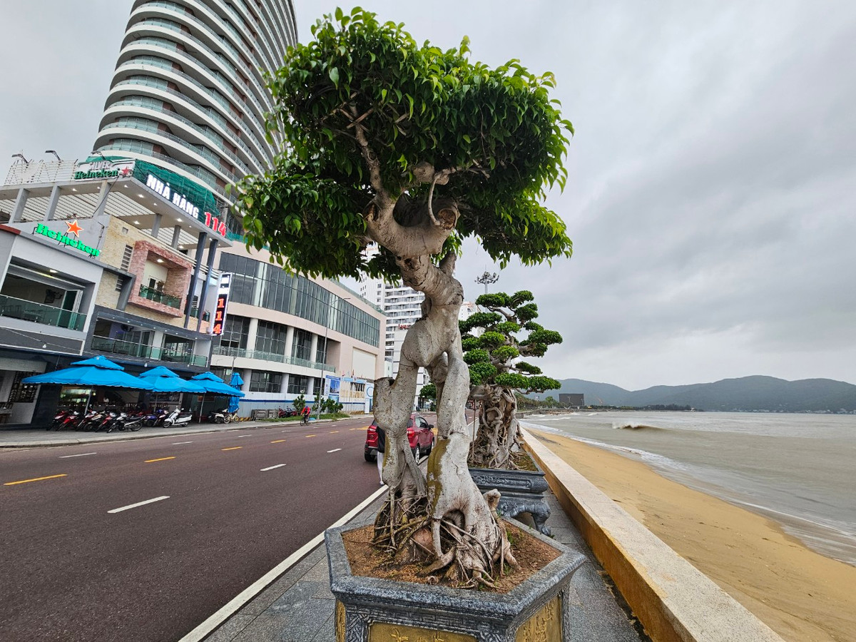 Cây sanh sinh trưởng rất tốt trong các điều kiện khắc nghiệt, mang sức sống trường tồn kiên cường nên thường đại diện cho sức sống mãnh liệt của con người, biểu trưng cho sự kiên định vững vàng và trường thọ.