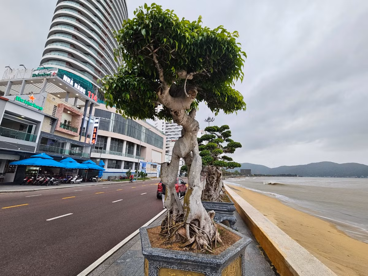 Cây sanh sinh trưởng rất tốt trong các điều kiện khắc nghiệt, mang sức sống trường tồn kiên cường nên thường đại diện cho sức sống mãnh liệt của con người, biểu trưng cho sự kiên định vững vàng và trường thọ.