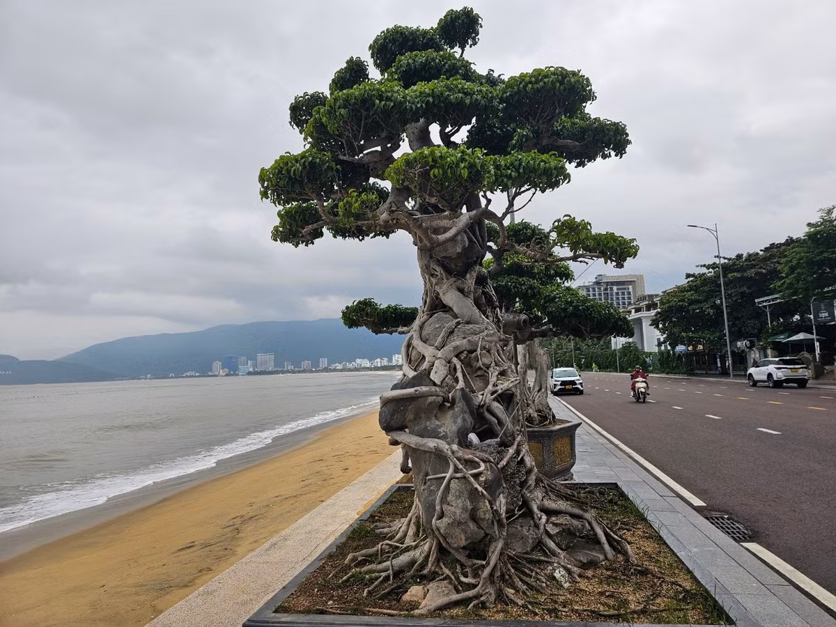 Ở Việt Nam, cây sanh có nhiều loại khác nhau như sanh Hải Hậu, sanh Nam Điền, sanh lá mỏng... Đây cũng là loại bonsai được trồng nhiều ở Bình Định và các tỉnh thành như Nam Định, Hà Nội, ...