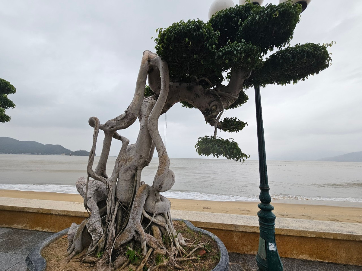 Cây sanh là loài cây quen thuộc, nằm trong bộ tứ linh cây cảnh và mang ý nghĩa phong thủy tốt đẹp nên được nhiều người ưa thích.