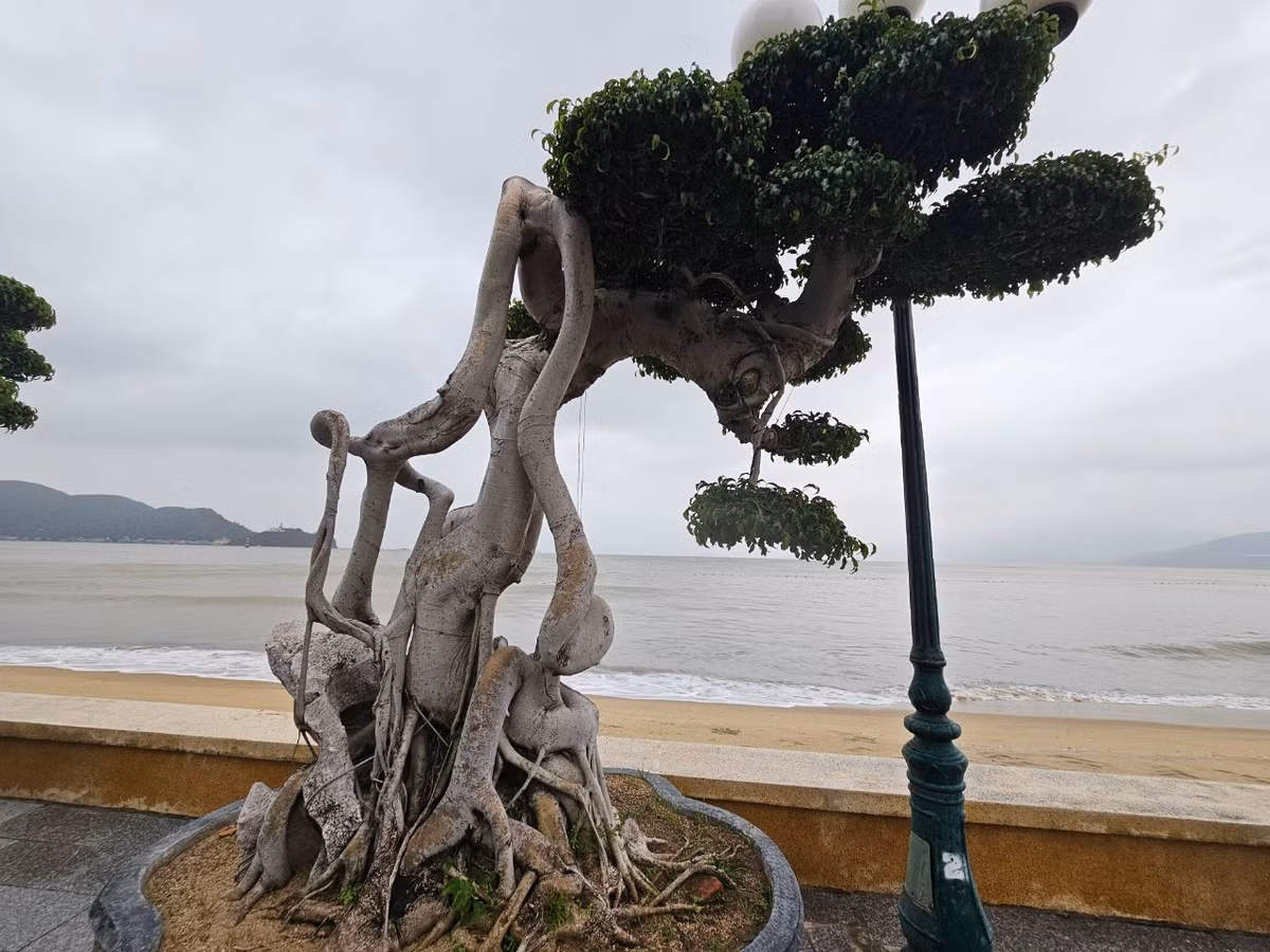 Cây sanh là loài cây quen thuộc, nằm trong bộ tứ linh cây cảnh và mang ý nghĩa phong thủy tốt đẹp nên được nhiều người ưa thích.