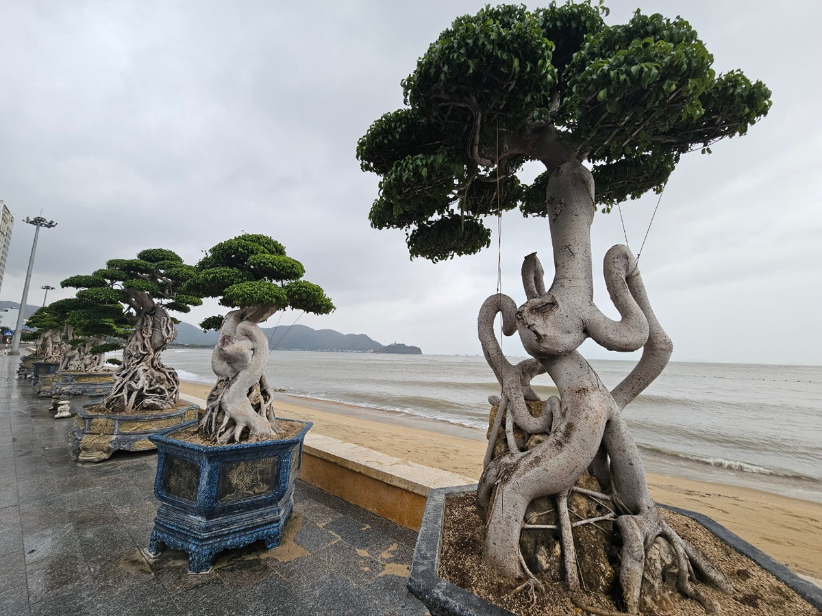 Theo tìm hiểu của phóng viên, các tác phẩm bonsai độc đáo này do nhà hàng Hương Việt - một nhà hàng nổi tiếng ở Quy Nhơn trưng bày.