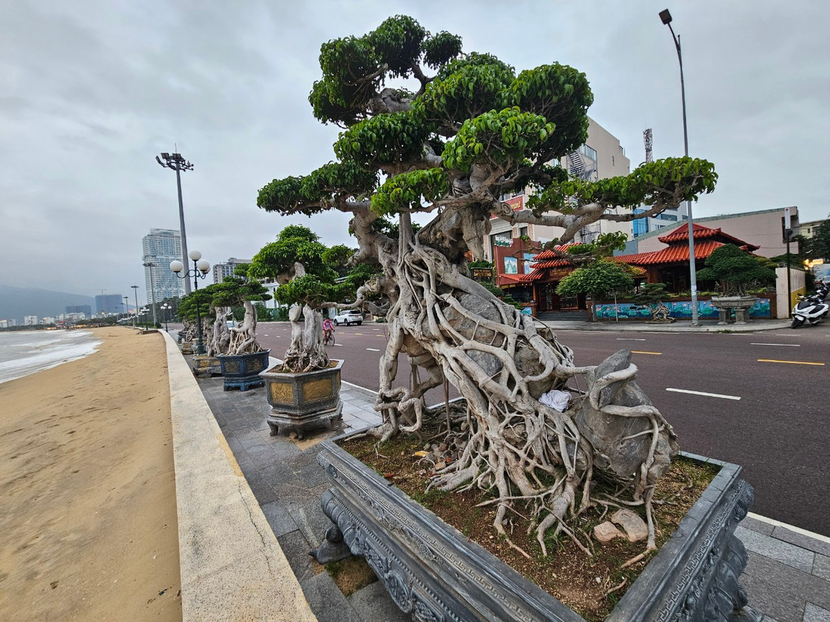 ách đây vài năm, ở Bình Định từng có phong trào chơi sanh bonsai rất rầm rộ với nhiều "cảnh độc" nổi tiếng.