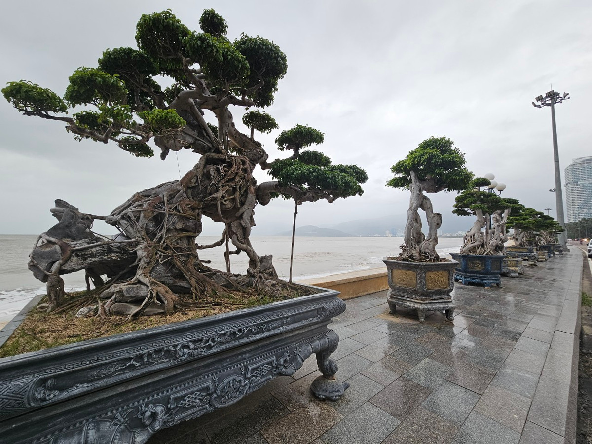 Loạt bonsai độc lạ được trưng bày dọc vỉa hè đường Xuân Diệu, trung tâm thành phố biển Quy Nhơn thu hút sự chú ý của nhiều du khách.