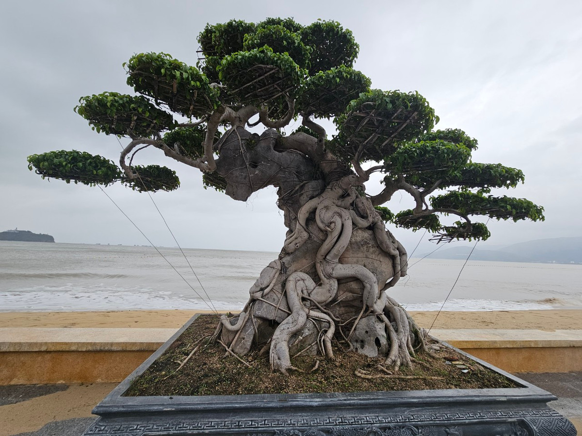 Những người sành cây cảnh cho biết, nhiều tác phẩm bonsai được định giá tiền tỷ nhưng chủ nhân của nó lắc đầu không bán.