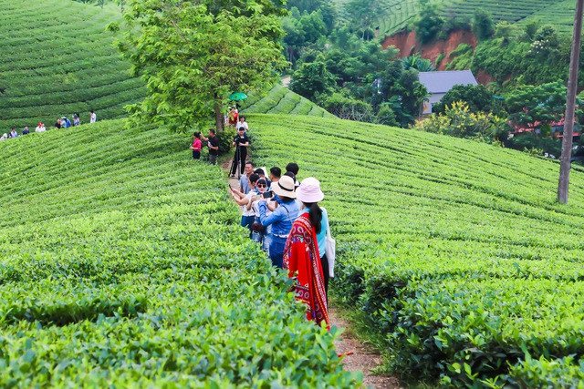 Doi che Long Coc- Ha Long cua vung Tay Bac-Hinh-3