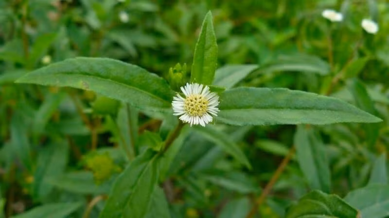 Tac dung khong ngo cua cay nho noi doi voi benh da day