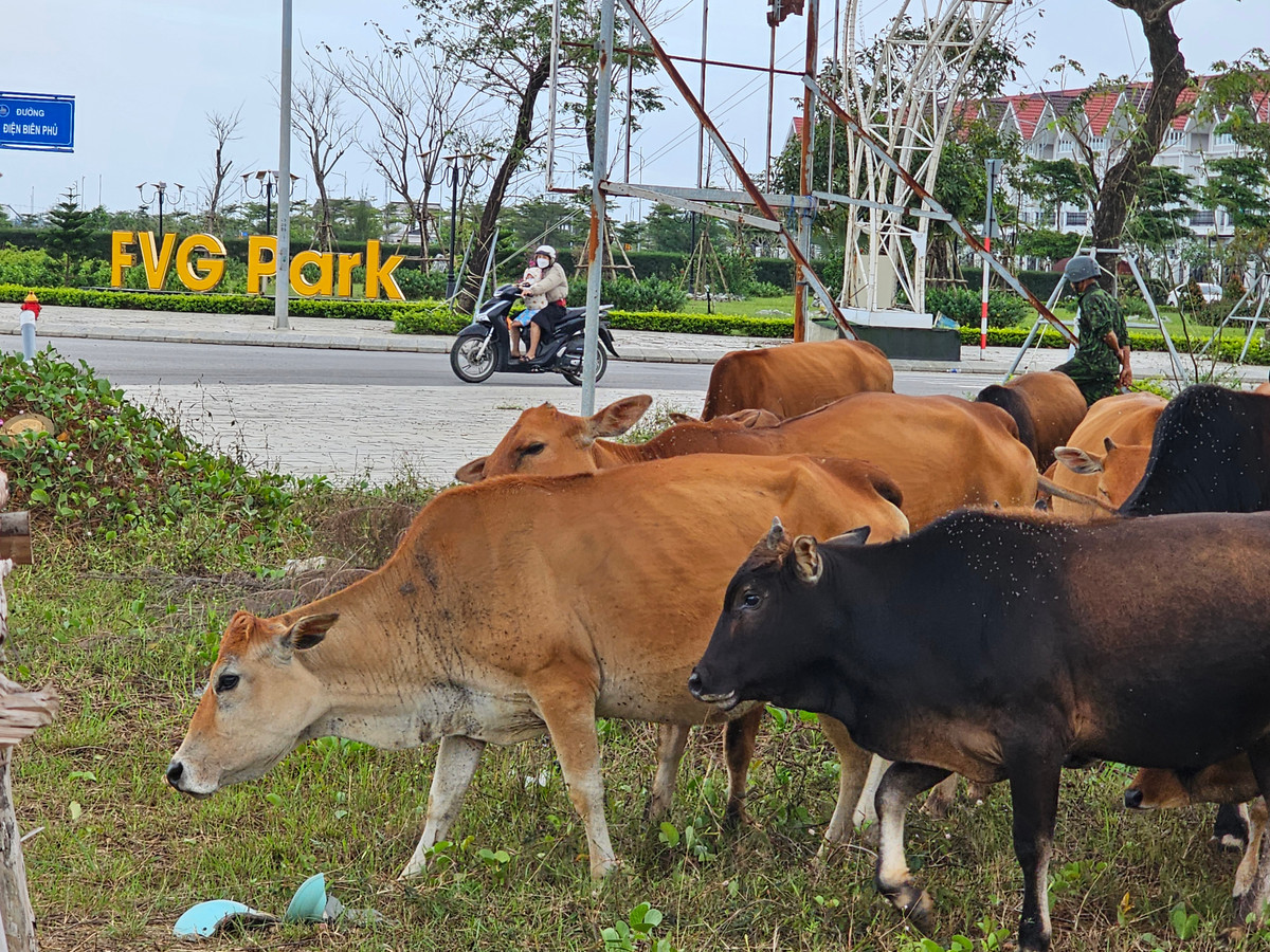 Thế nhưng bức tranh thực tế khiến nhiều người ngỡ ngàng. Vịnh An Hòa City, nơi tiếp giáp trục đường Võ Chí Công với 6 làn xe ô tô kết nối từ sân bay quốc tế Đà Nẵng và sân bay Chu Lai, được coi là vị trí vàng kết nối với các trung tâm hành chính, giải trí, công nghiệp của khu vực... nay thành nơi chăn thả gia súc.