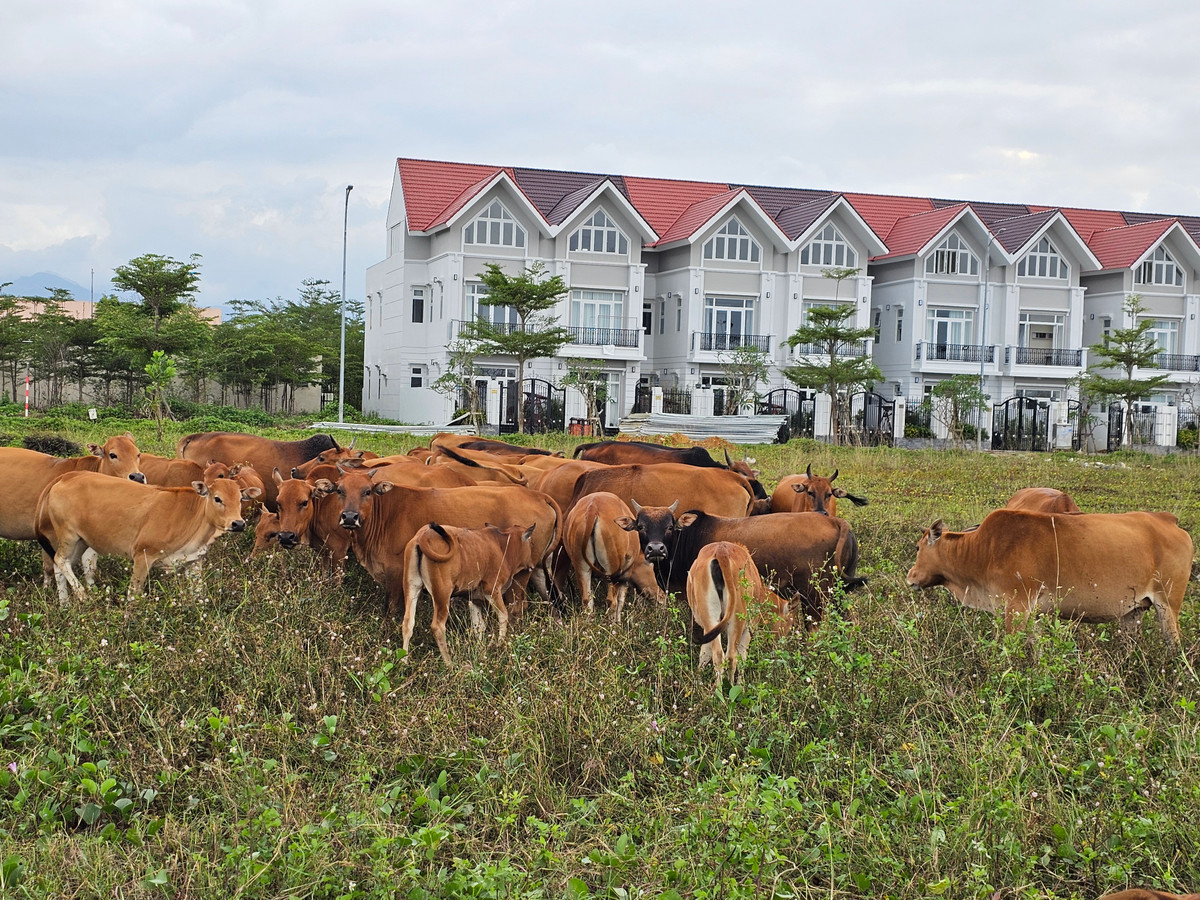 Biệt thự Hoa Sứ với vị trí tâm điểm “vàng”, cùng các điểm nhấn tiện ích mang phong cách nghỉ dưỡng chuẩn 5 sao lần đầu tiên có mặt tại Núi Thành dường như chưa đủ để tạo nên một khu đô thị sầm uất.