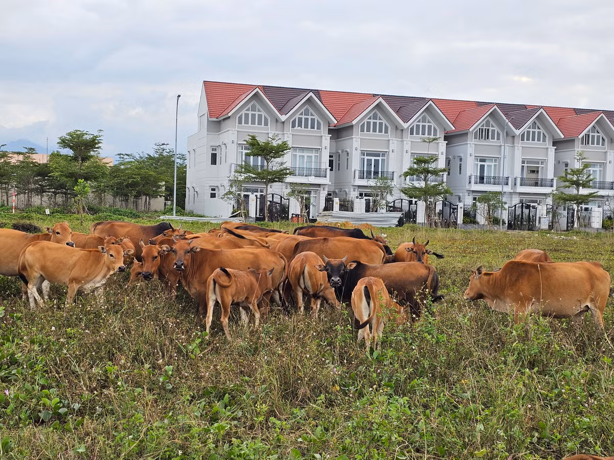 Biệt thự Hoa Sứ với vị trí tâm điểm “vàng”, cùng các điểm nhấn tiện ích mang phong cách nghỉ dưỡng chuẩn 5 sao lần đầu tiên có mặt tại Núi Thành dường như chưa đủ để tạo nên một khu đô thị sầm uất.
