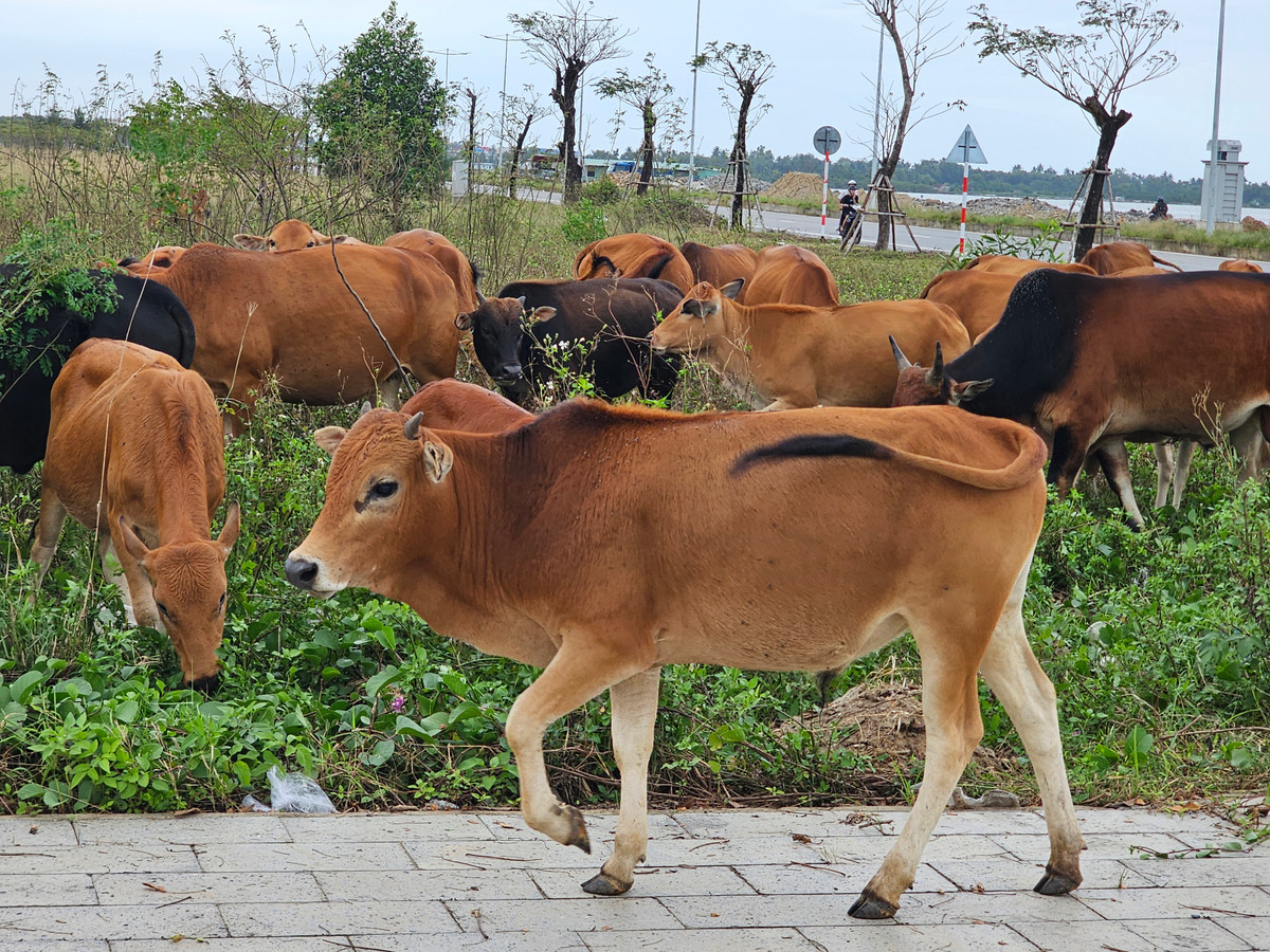 Những con đường vắng bóng người, những bãi đất trống đầy cỏ dại... thành nơi lý tưởng cho đàn bò.