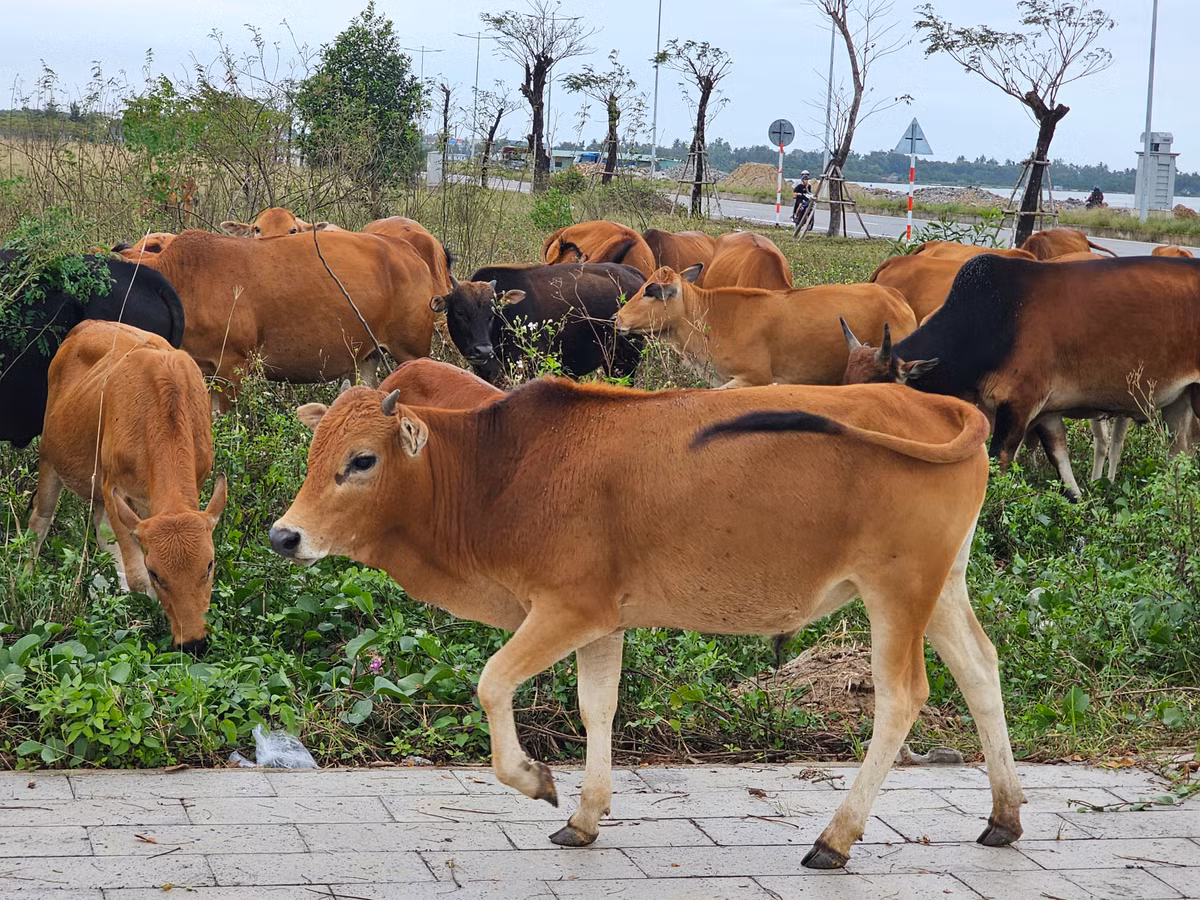 Những con đường vắng bóng người, những bãi đất trống đầy cỏ dại... thành nơi lý tưởng cho đàn bò.