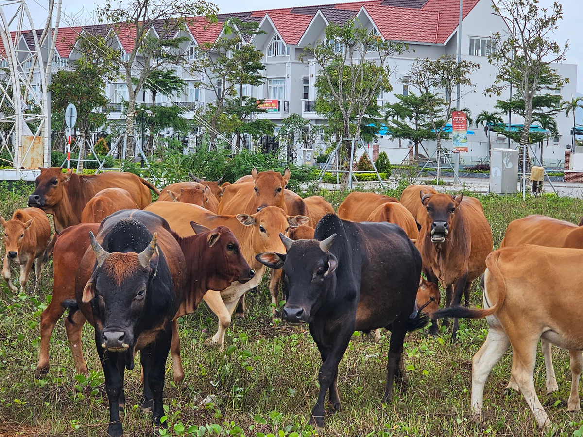 Nay nhiều nhà đầu tư tại khu vực này đang phải rao bán "cắt lỗ" các lô đất nền với giá "sụp hầm".
