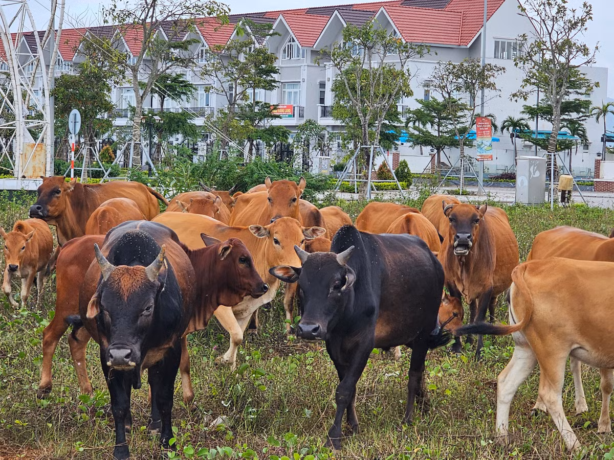 Nay nhiều nhà đầu tư tại khu vực này đang phải rao bán "cắt lỗ" các lô đất nền với giá "sụp hầm".