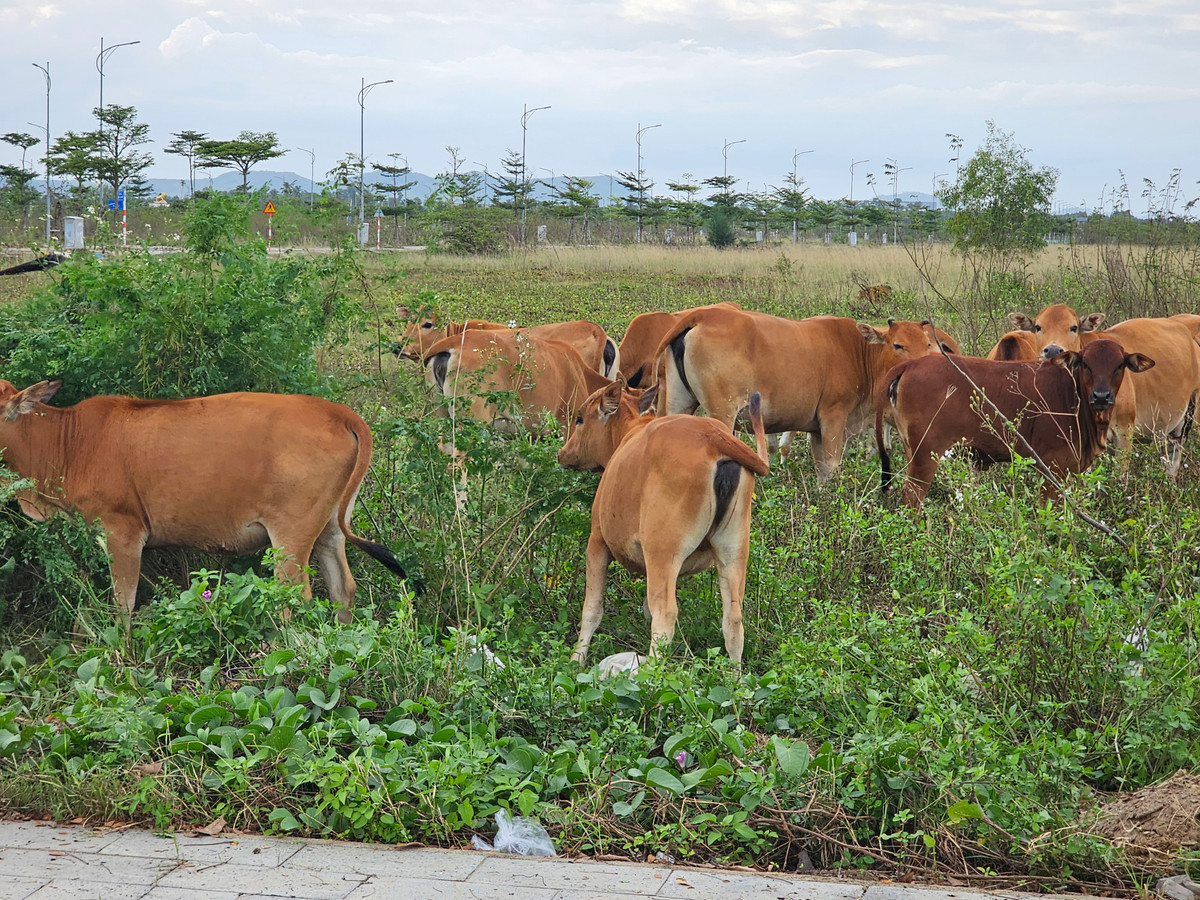 Các tiện ích cao cấp từng được giới thiệu tại Vịnh An Hòa City như: công viên cây xanh, quảng trường, khu thể thao ngoài trời, sân tennis, bến du thuyền...,hiện vẫn chưa rõ hình hài.
