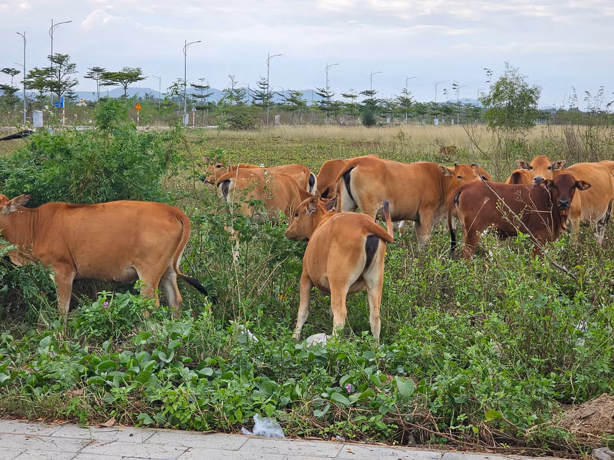 Các tiện ích cao cấp từng được giới thiệu tại Vịnh An Hòa City như: công viên cây xanh, quảng trường, khu thể thao ngoài trời, sân tennis, bến du thuyền...,hiện vẫn chưa rõ hình hài.