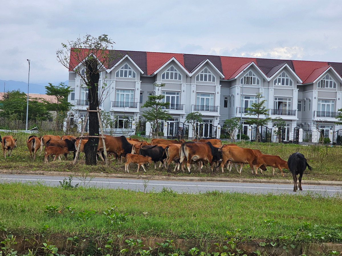 Khung cảnh đìu hiu tại Khu đô thị "đáng sống" nhất vùng Đông Quảng Nam khiến nhiều người không khỏi bất ngờ.