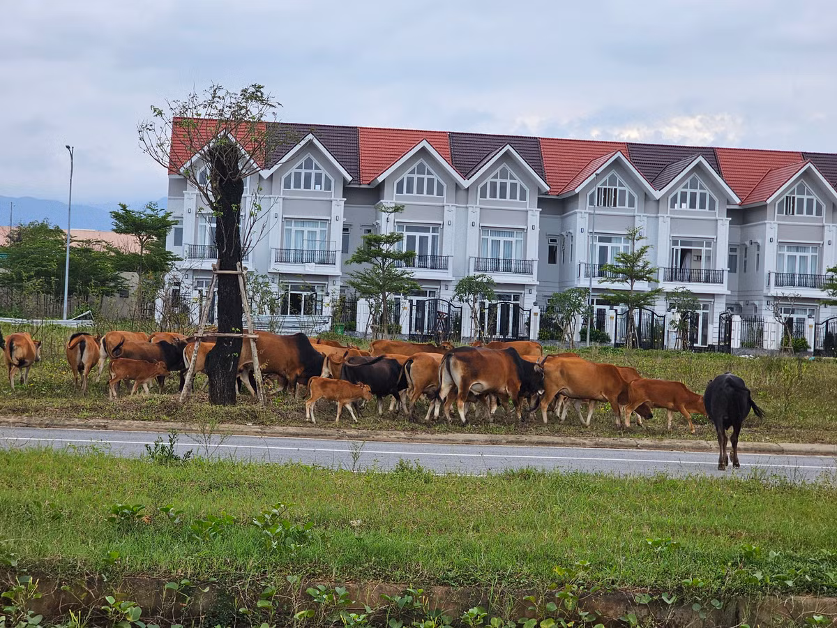 Khung cảnh đìu hiu tại Khu đô thị "đáng sống" nhất vùng Đông Quảng Nam khiến nhiều người không khỏi bất ngờ.