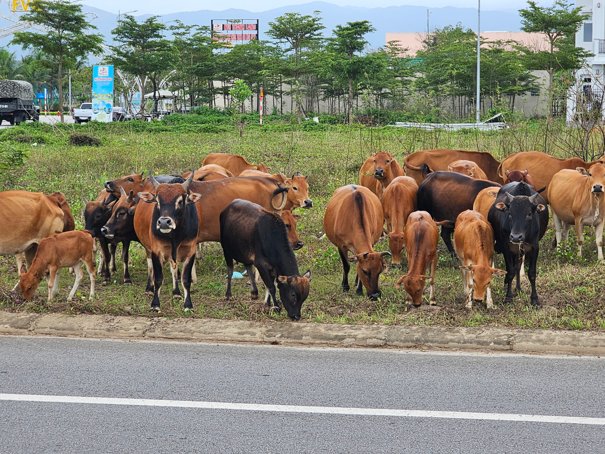 Vịnh An Hòa City từng được giới bất động sản ca ngợi là nơi hội tụ những giá trị vượt trội của một đại đô thị hiện đại với những trải nghiệm độc đáo.