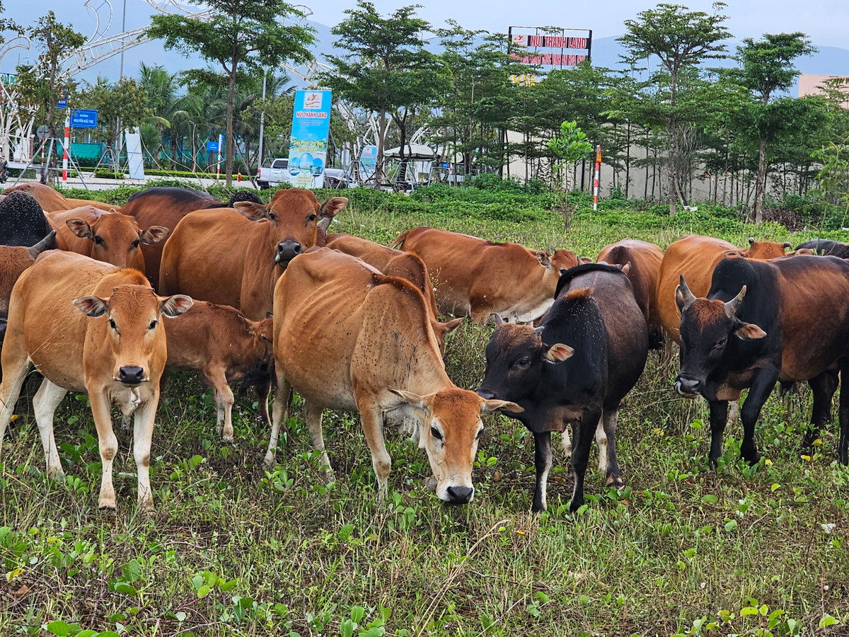 Dự án có quy mô lên đến gần 100 ha, thành bãi chăn thả gia súc tập trung.