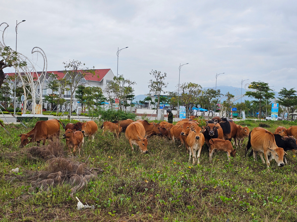 Đàn bò thong dong gặm cỏ tại Vịnh An Hòa City, dự án được xem là sở hữu vị trí đắc địa, hội tụ các yếu tố phát triển thành đô thị công nghiệp sinh thái, đô thị sân bay, đô thị cảng biển.