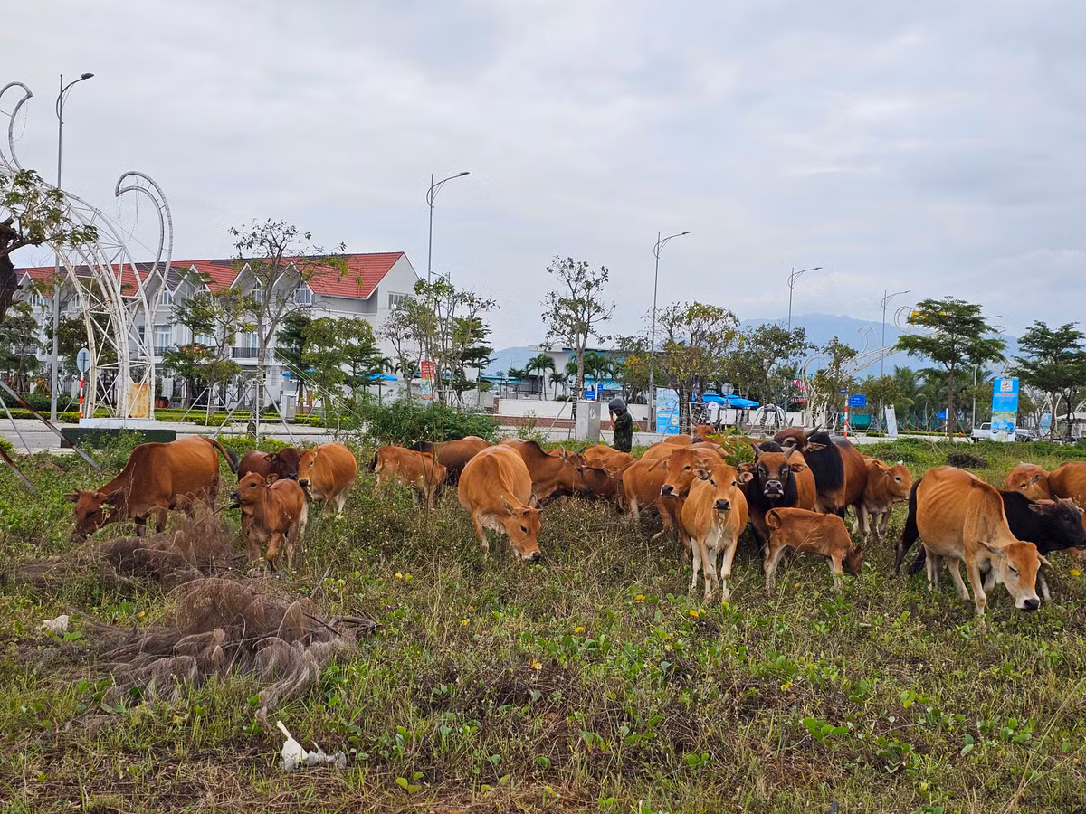 Đàn bò thong dong gặm cỏ tại Vịnh An Hòa City, dự án được xem là sở hữu vị trí đắc địa, hội tụ các yếu tố phát triển thành đô thị công nghiệp sinh thái, đô thị sân bay, đô thị cảng biển.