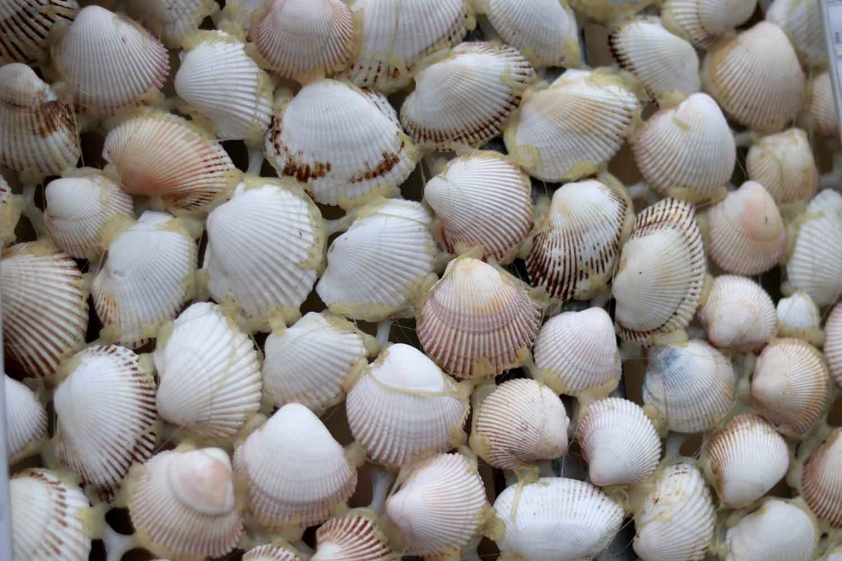 Cận cảnh vỏ sò được kết dính lại bằng keo nến. Nhân viên khu nghỉ dưỡng cho biết, để tạo cây thông vô cùng khác biệt này, họ đã phải làm hơn 1 tháng mới hoàn tất. Ảnh: Trần Tuấn.