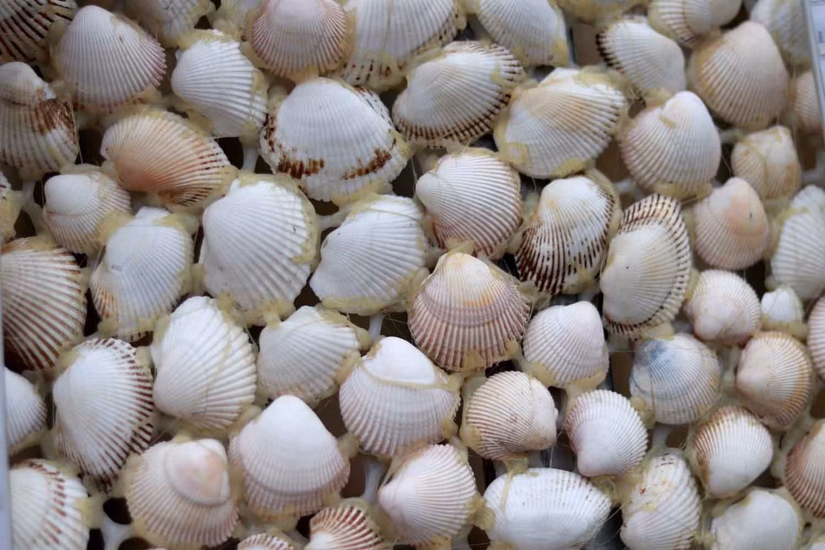 Cận cảnh vỏ sò được kết dính lại bằng keo nến. Nhân viên khu nghỉ dưỡng cho biết, để tạo cây thông vô cùng khác biệt này, họ đã phải làm hơn 1 tháng mới hoàn tất. Ảnh: Trần Tuấn.