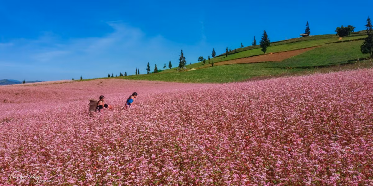 Nhờ vào vẻ đẹp thay đổi theo từng thời điểm, nên trong nhiều năm qua, loài hoa này đã trở thành nguồn cảm hứng thu hút du khách mọi miền đất nước đến Hà Giang tham quan. Tam giác mạch hay kiều mạch, được trồng ở nhiều tỉnh vùng cao phía bắc Việt Nam. Tuy nhiên, đối với tỉnh Hà Giang, loài hoa này như một đặc sản.