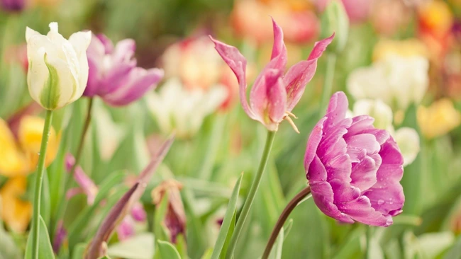 Sang nam 2024, 3 con giap lat nguoc tinh the, van may ruc ro