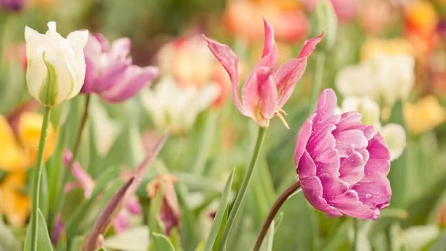 Sang nam 2024, 3 con giap lat nguoc tinh the, van may ruc ro