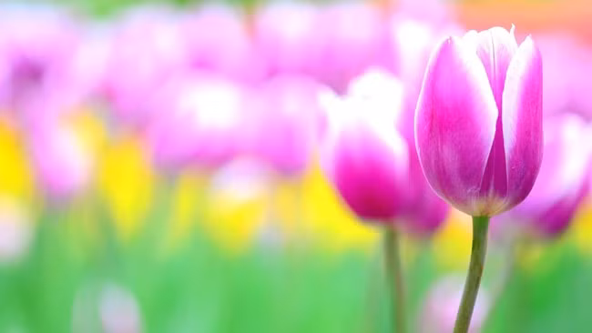 Sang nam 2024, 3 con giap lat nguoc tinh the, van may ruc ro-Hinh-3